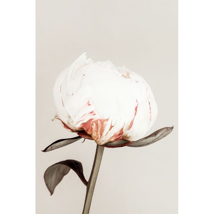 Peony 13 Poster Print - 1x Studio III-VARPDX2314099 Image 1