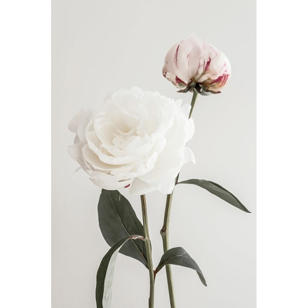 Peony 12 Poster Print - 1x Studio III-VARPDX2314098 Image 1