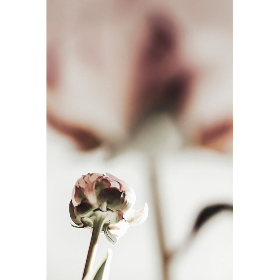 Peony 22 Poster Print - 1x Studio III-VARPDX2314109 Image 1