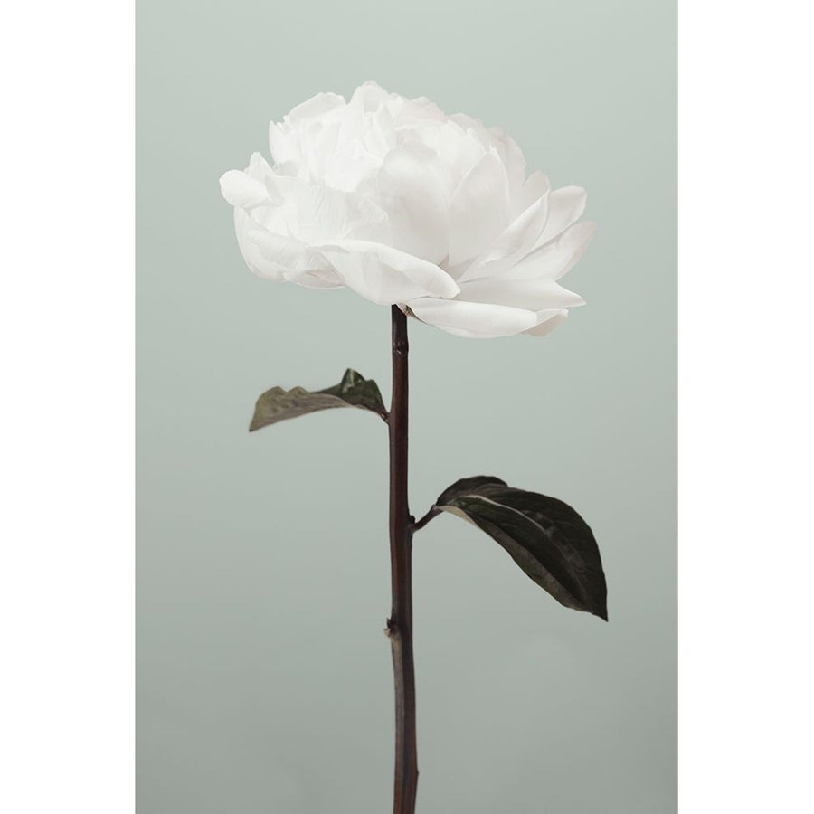 Peony 16 Poster Print - 1x Studio III-VARPDX2314103 Image 1