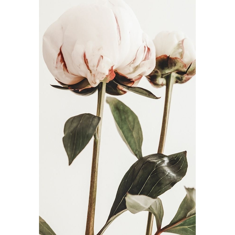 Peony 24 Poster Print - 1x Studio III-VARPDX2314111 Image 1