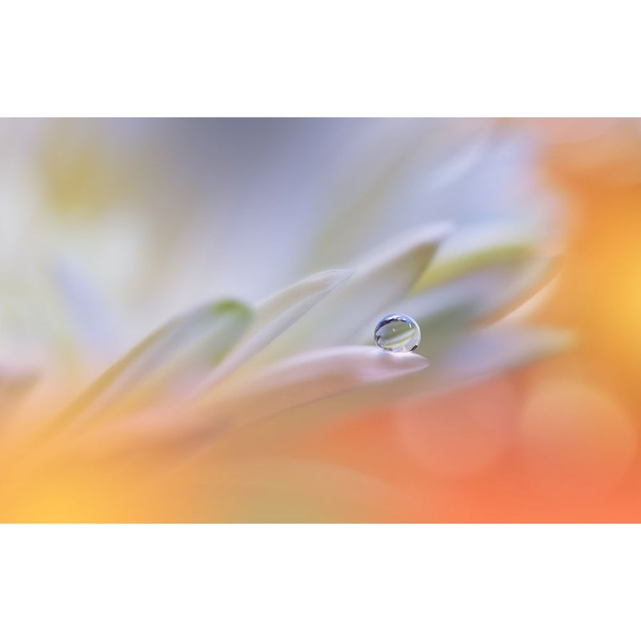 Little Wonders...II Poster Print - Juliana Nan-VARPDX2315322 Image 1