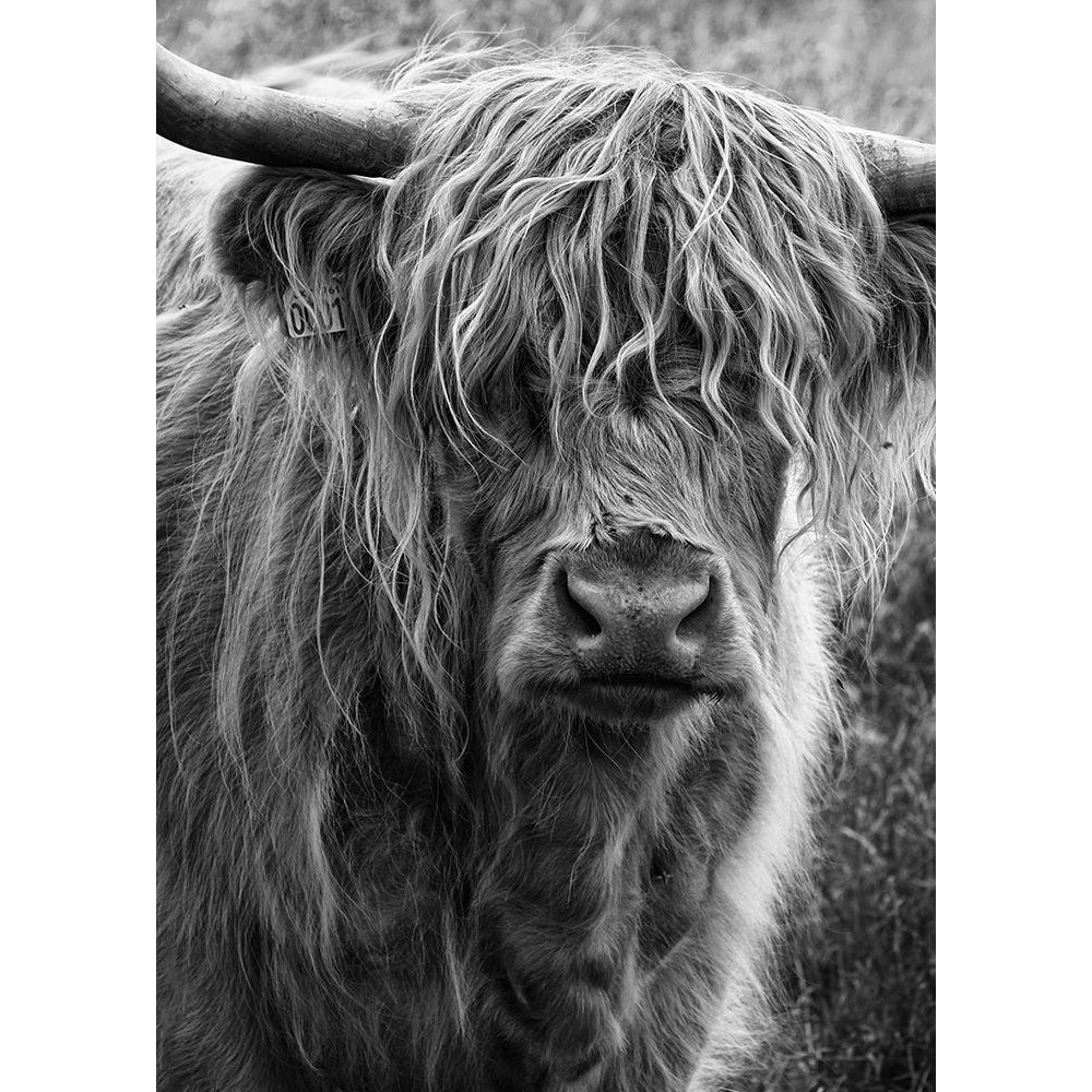 Highland cattle Poster Print - Lotte Gronkjar-VARPDX2318535 Image 1