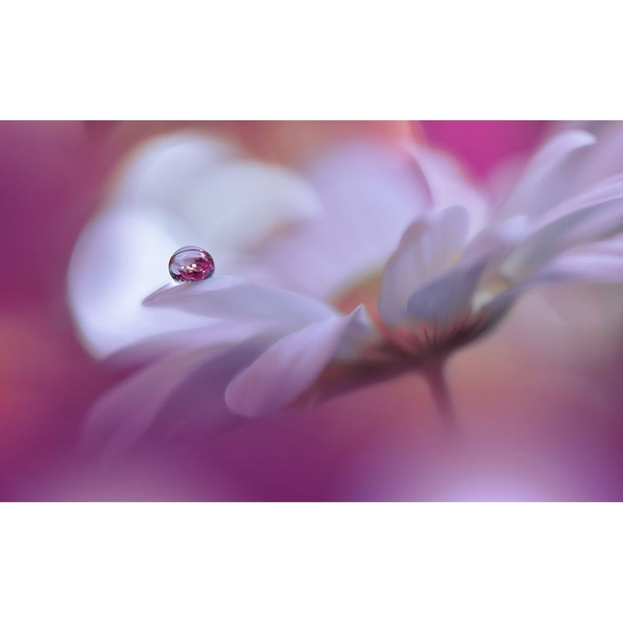 Celebration Of Life..III Poster Print - Juliana Nan-VARPDX2319786 Image 1