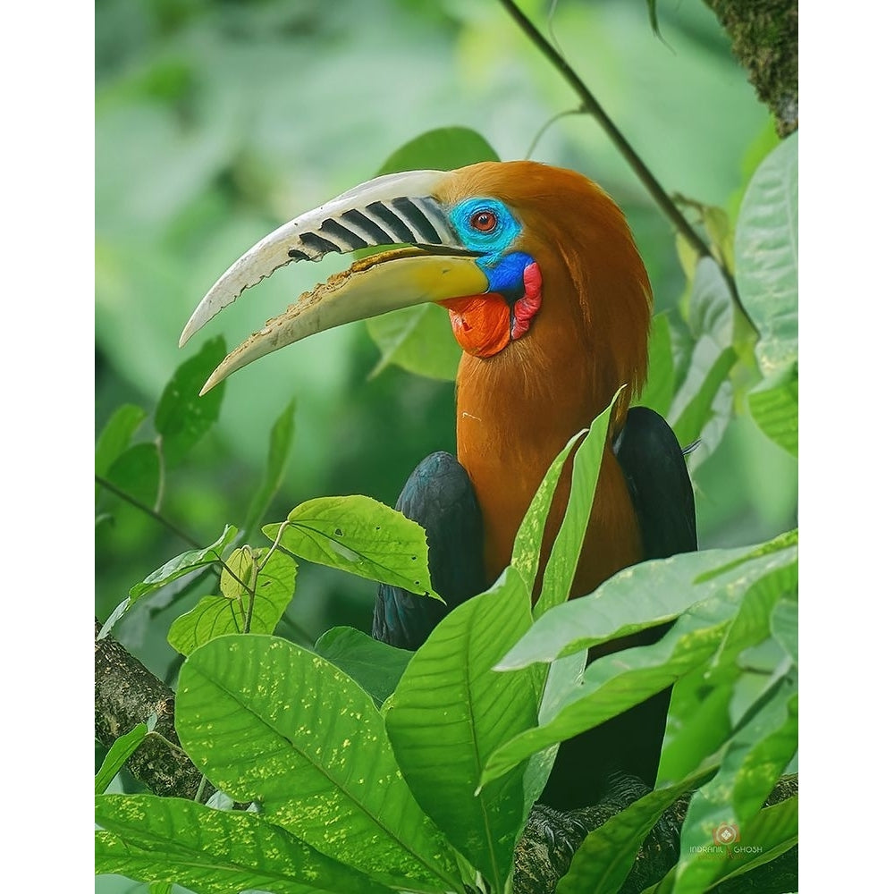 Rufous-Necked Hornbill Poster Print - Indranil Ghosh-VARPDX2318684 Image 1