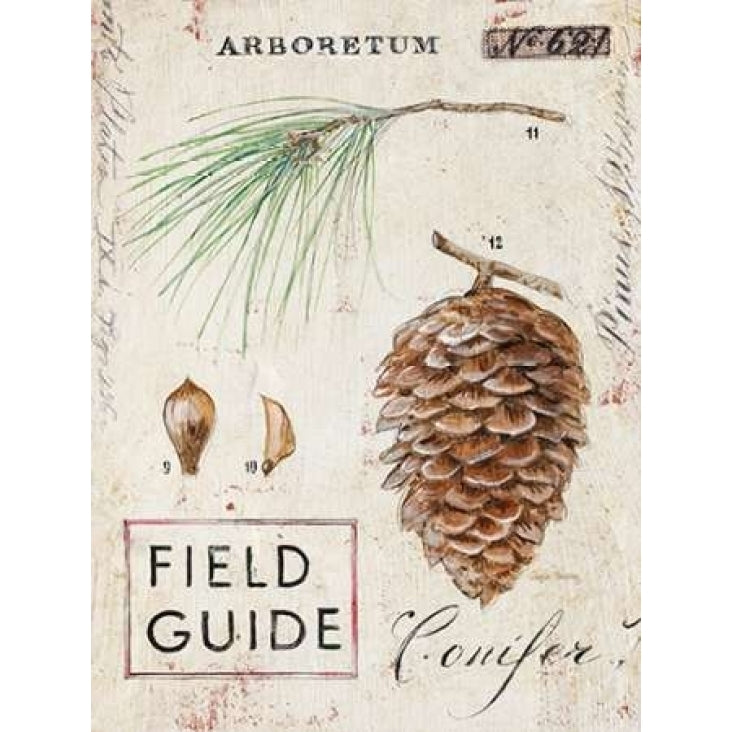 Natures Pinecone Poster Print by Angela Staehling-VARPDX231STA2253 Image 1