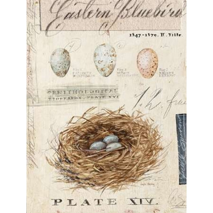 Natures Nest Poster Print by Angela Staehling-VARPDX231STA2255 Image 1