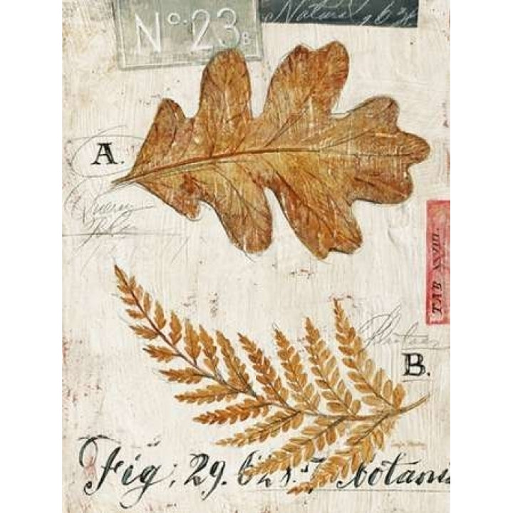 Natures Leaves Poster Print by Angela Staehling-VARPDX231STA2254 Image 1