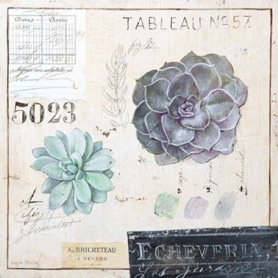 Echeveria-Sketchbook Poster Print by Angela Staehling-VARPDX231STA2271 Image 1