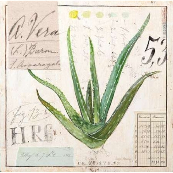 Aloe Vera-Sketchbook Poster Print by Angela Staehling-VARPDX231STA2270 Image 2