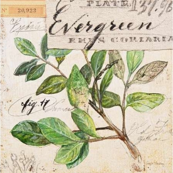 Evergreen Branch-Sketchbook Poster Print by Angela Staehling-VARPDX231STA2272 Image 1