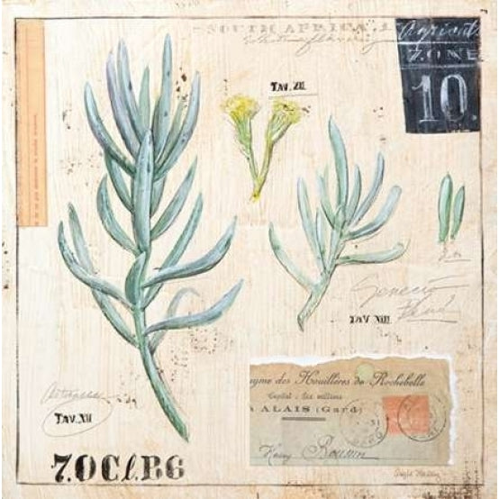 Senecio-Sketchbook Poster Print by Angela Staehling-VARPDX231STA2278 Image 1