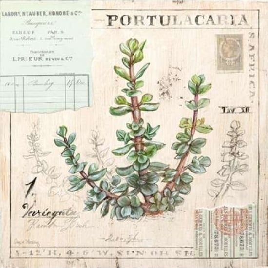 Portulacaria-Sketchbook Poster Print by Angela Staehling-VARPDX231STA2277 Image 1