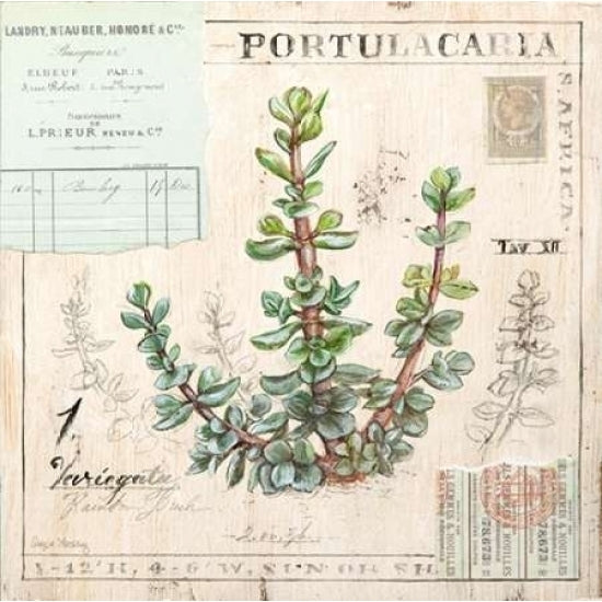 Portulacaria-Sketchbook Poster Print by Angela Staehling-VARPDX231STA2277 Image 2