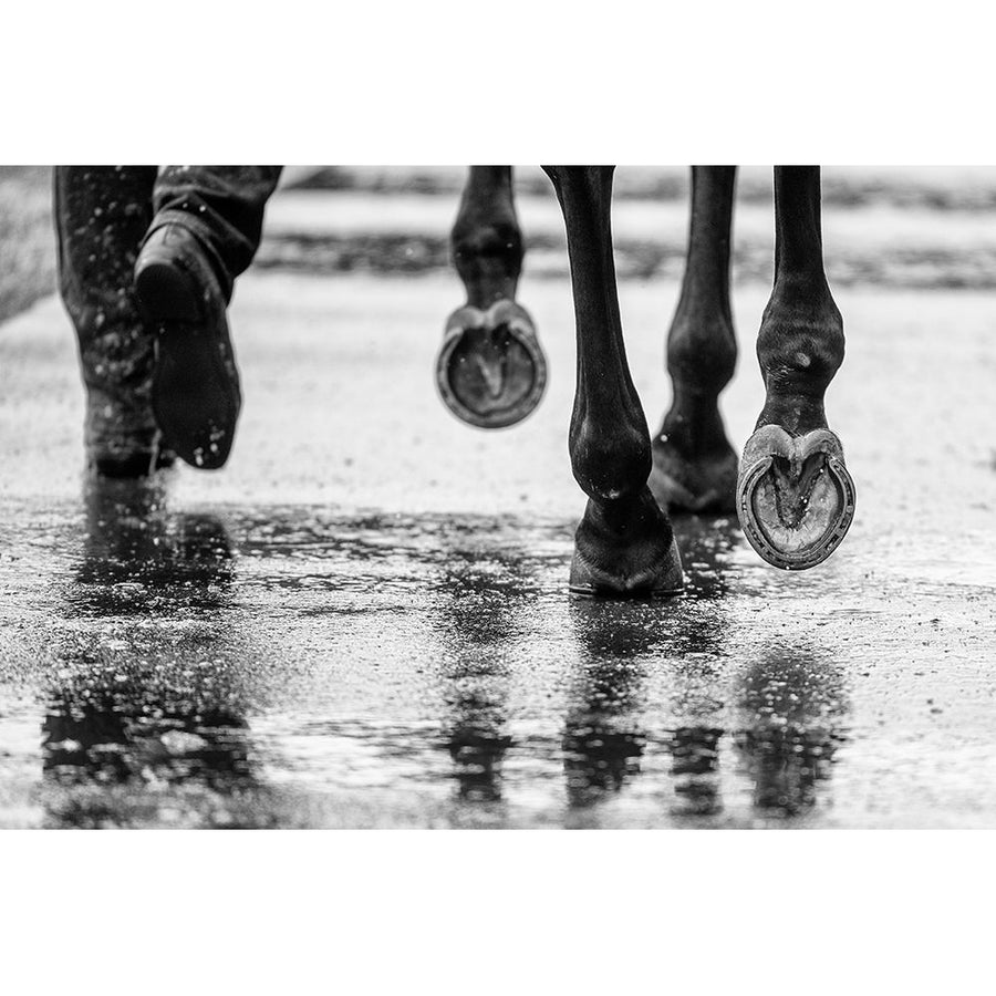 Water Hooves Poster Print - Sharon Lee Chapman-VARPDX2322658 Image 1