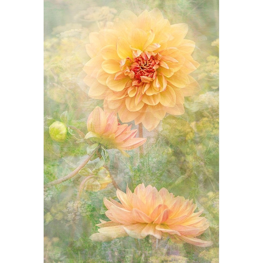 Secret Garden Poster Print - Jacky Parker-VARPDX2324727 Image 1