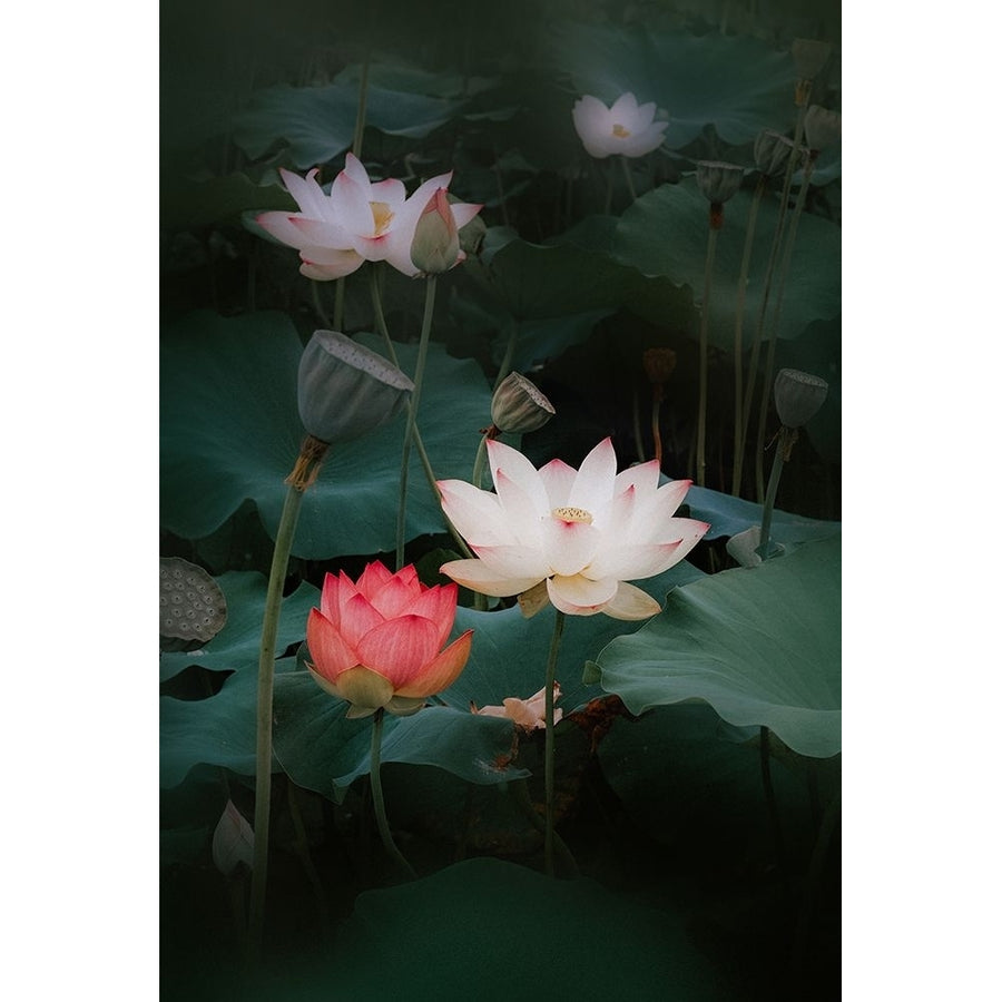 Lotus Poster Print - Youngil Kim-VARPDX2327906 Image 1