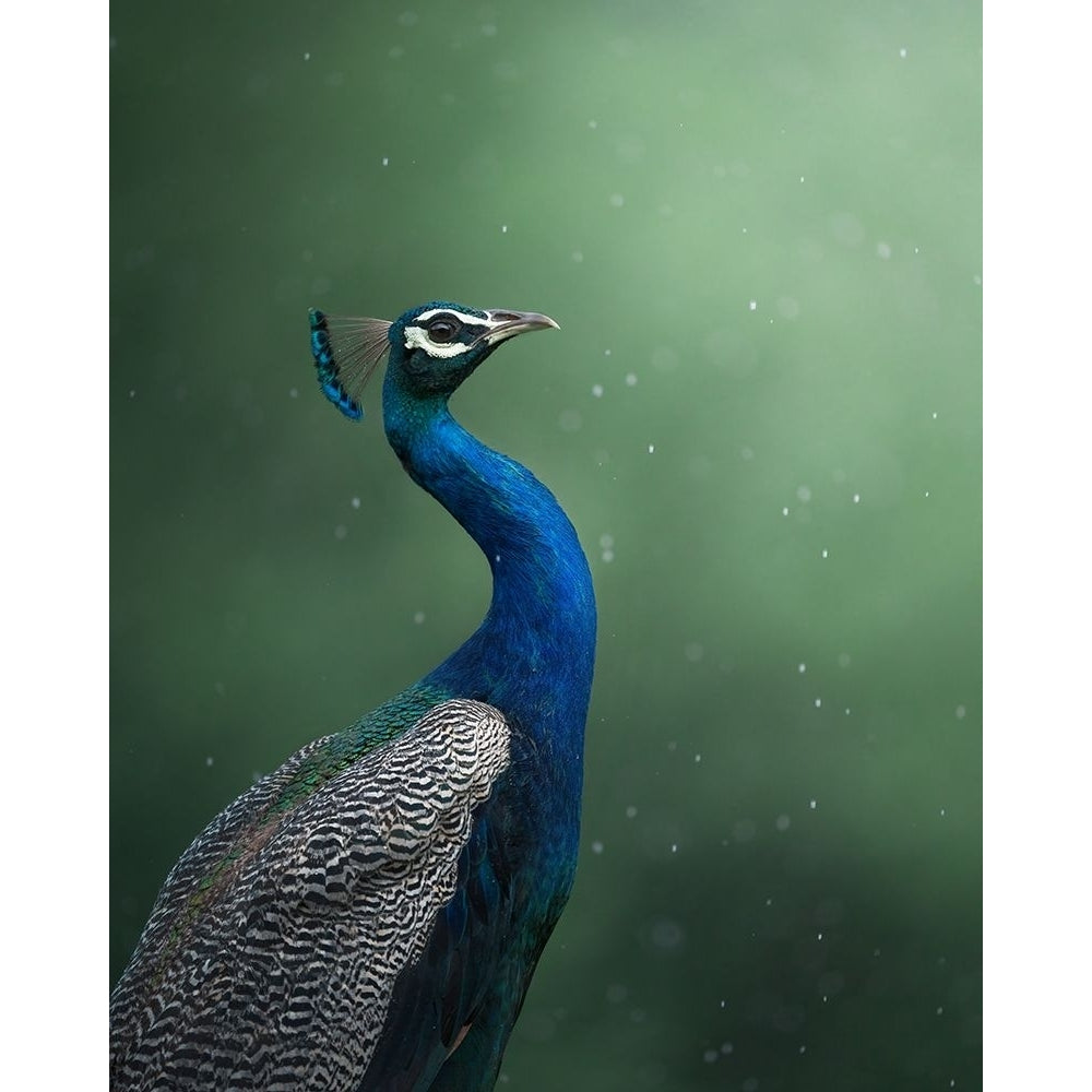 Crowned Onlooker Poster Print - Chaitanya Rawat-VARPDX2327831 Image 1