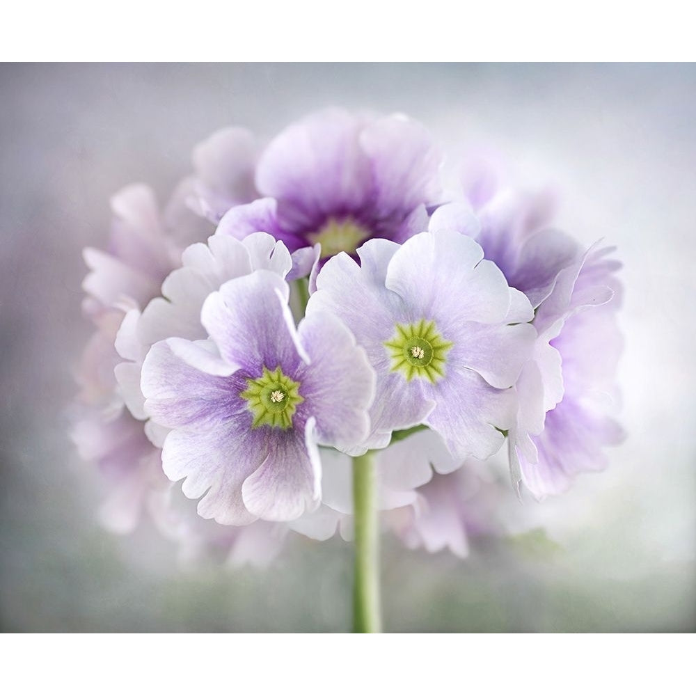 Primula Poster Print - Mandy Disher-VARPDX2332984 Image 1