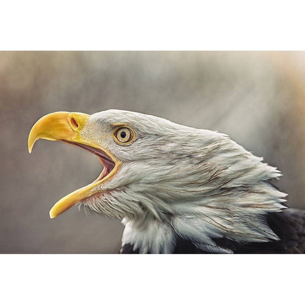 The Bald Eagle-VARPDX2330544 Image 1