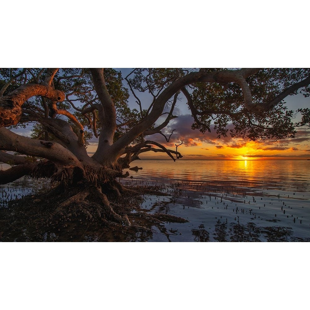 Sunrise At Nudgee Beach Poster Print - Emanuel Papamanolis-VARPDX2333914 Image 1