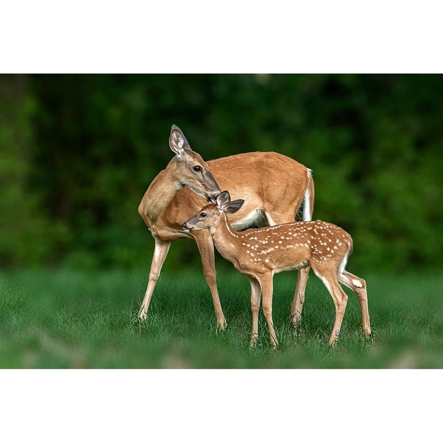 Mom And Baby Poster Print - Jian Xu-VARPDX2335301 Image 1