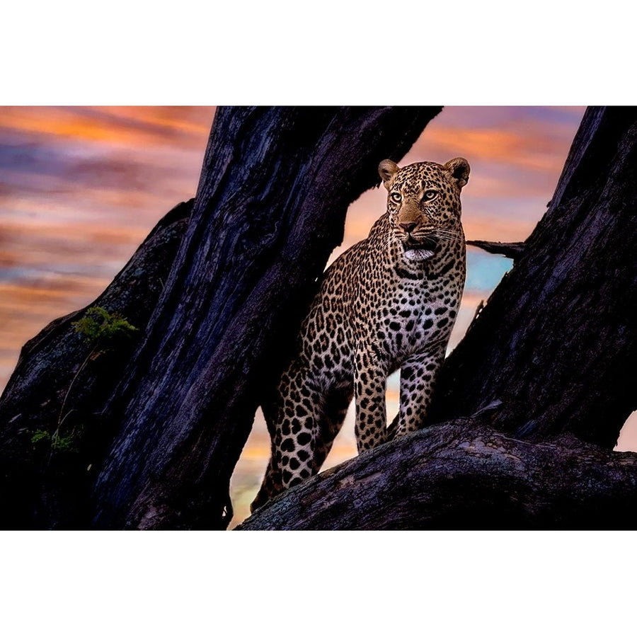 Leopard on the tree Poster Print - Dr. Hitesh Patel-VARPDX2335265 Image 1