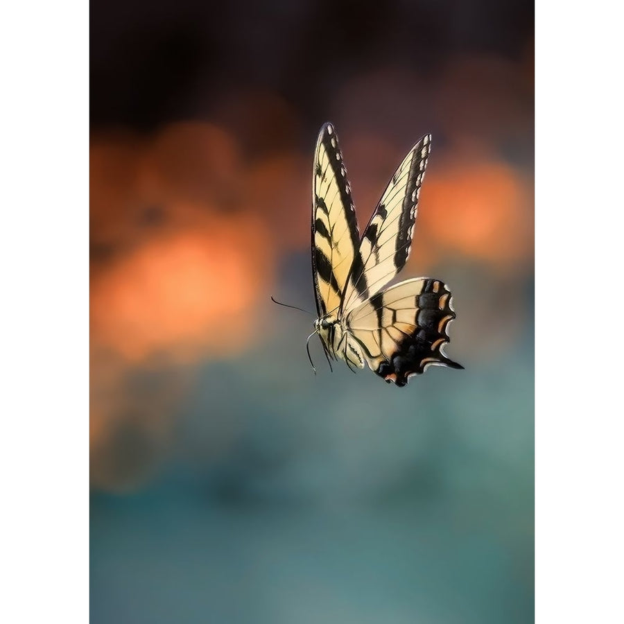 Flying Butterfly Poster Print - Yanyu Shen-VARPDX2337188 Image 1