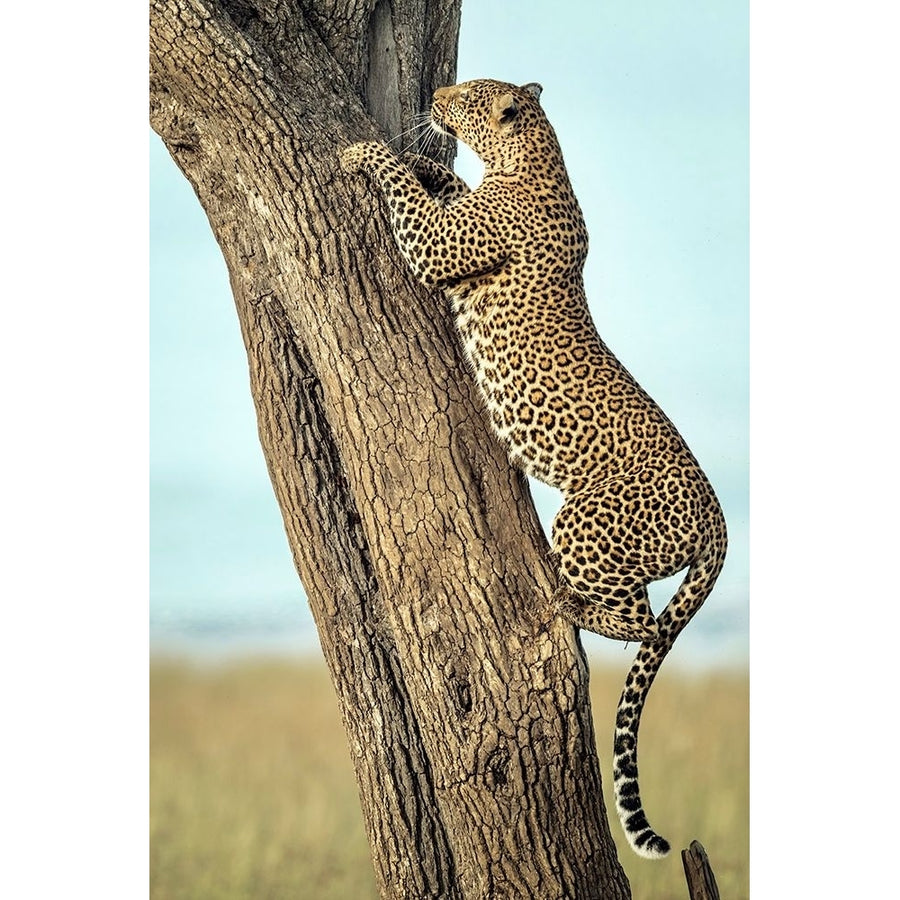 Leopard In Africa Poster Print - Roshkumar-VARPDX2342306 Image 1