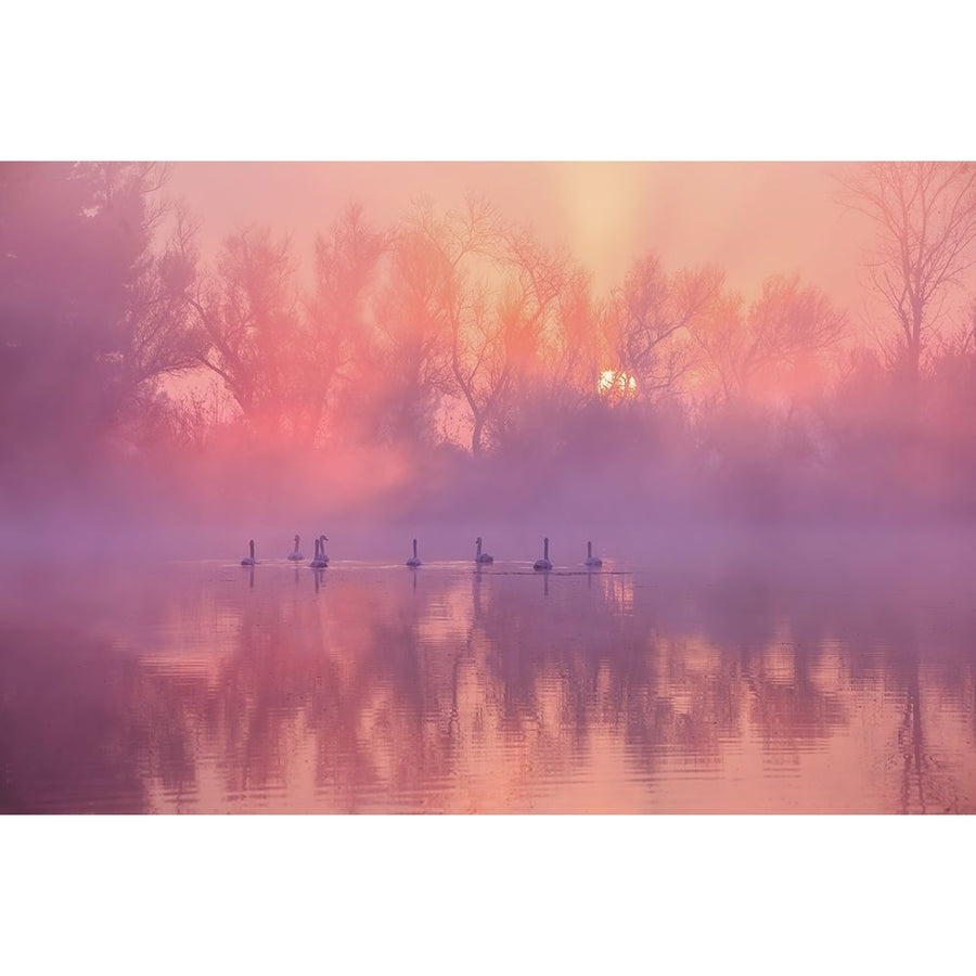 Swan Lake Sunrise Poster Print - Wei Liu-VARPDX2343606 Image 1