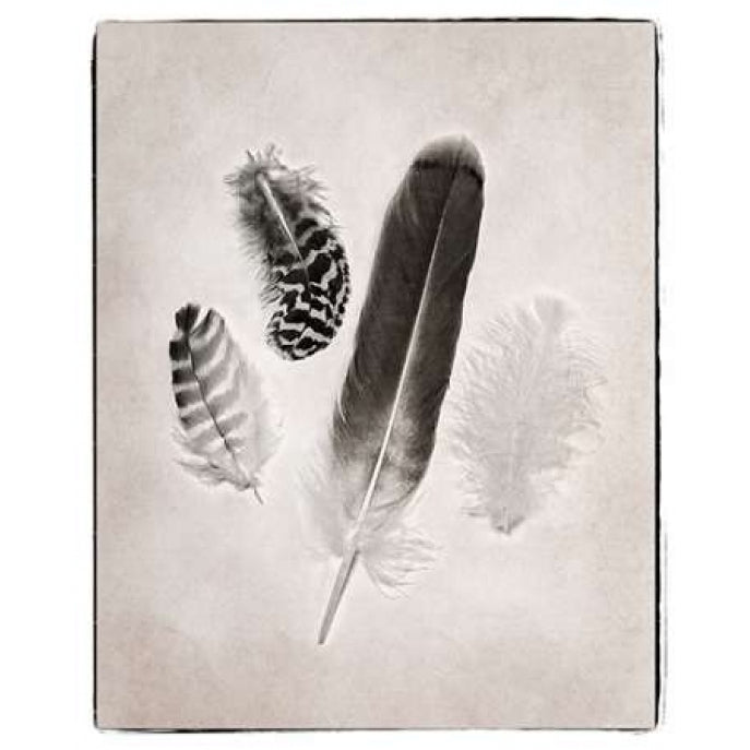 Feather Group I BW Poster Print by Debra Van Swearingen-VARPDX23450 Image 1