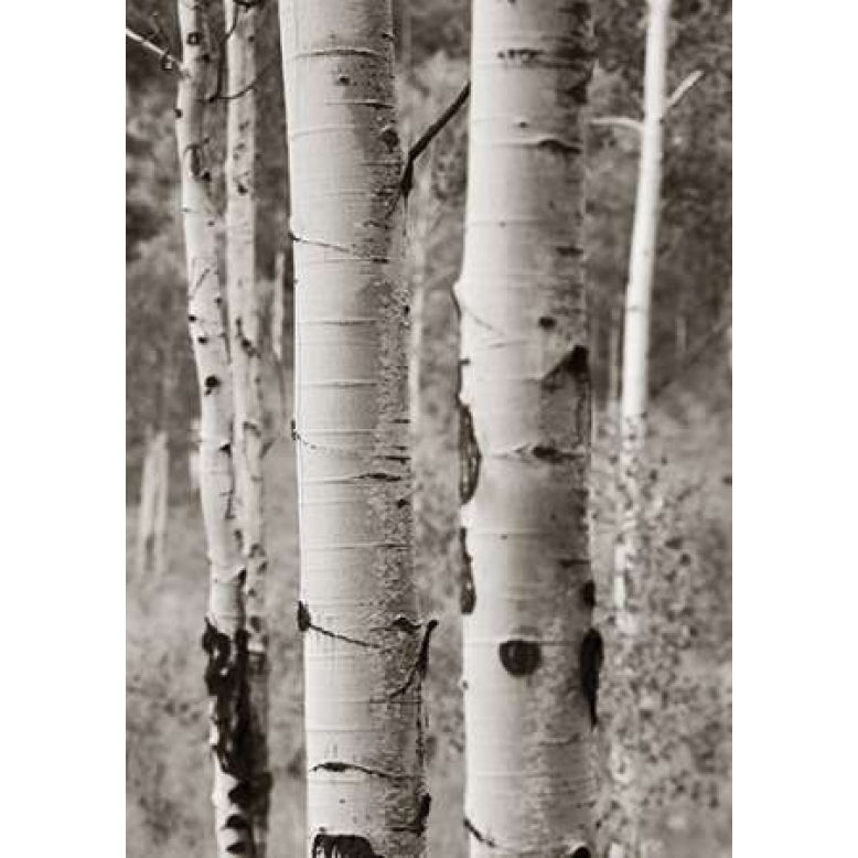 Aspens II Poster Print by Debra Van Swearingen-VARPDX23506 Image 1