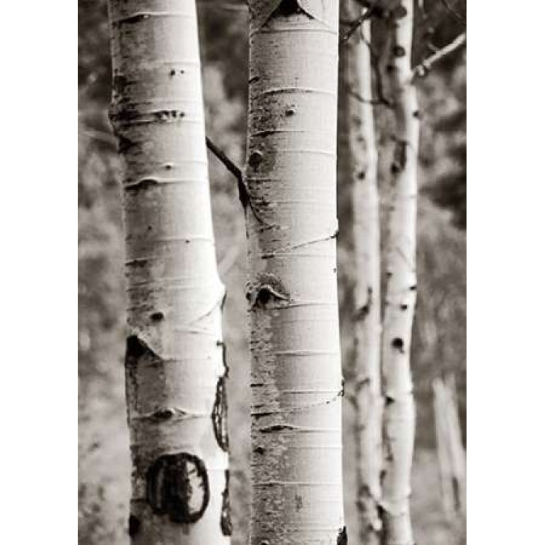 Aspens I Poster Print by Debra Van Swearingen-VARPDX23505 Image 2