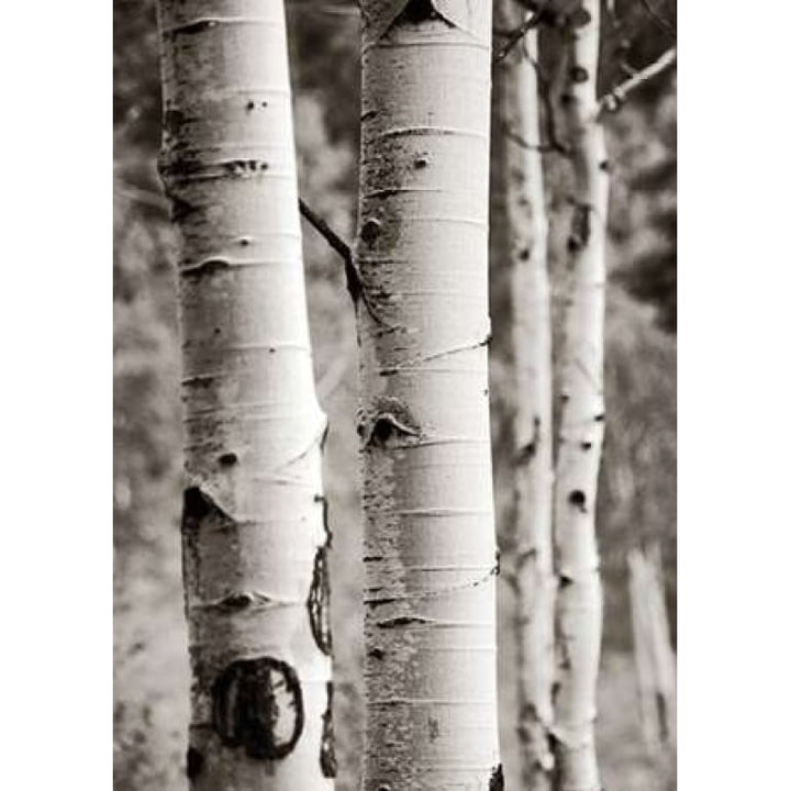 Aspens I Poster Print by Debra Van Swearingen-VARPDX23505 Image 1