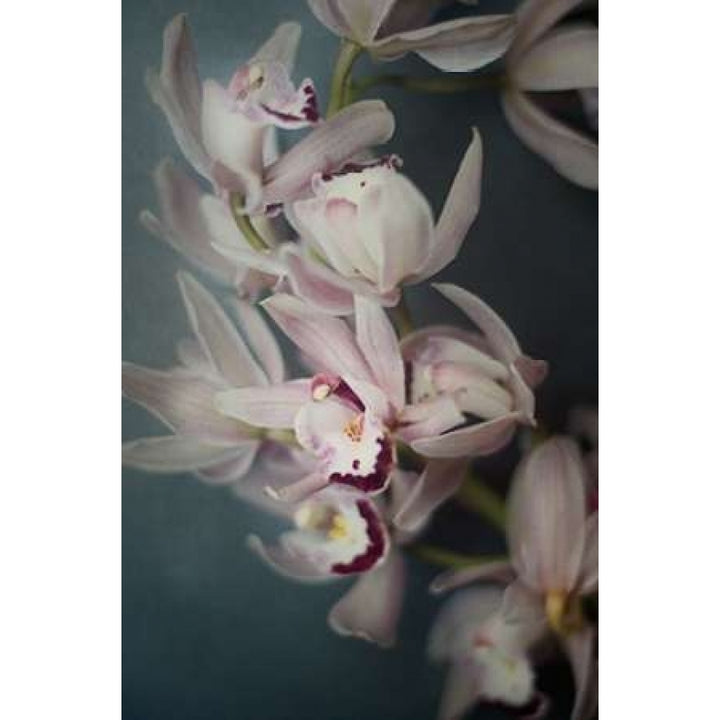 Dark Orchid I Poster Print by Elizabeth Urquhart-VARPDX23791 Image 1