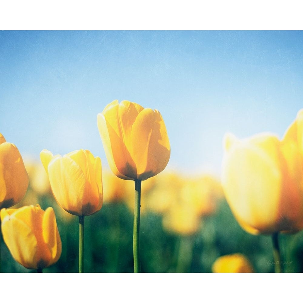 Sunny Blooms III Poster Print - Elizabeth Urquhart-VARPDX23790 Image 1