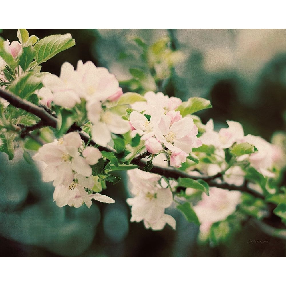 Apple Blossoms I Poster Print - Elizabeth Urquhart-VARPDX23799c Image 1