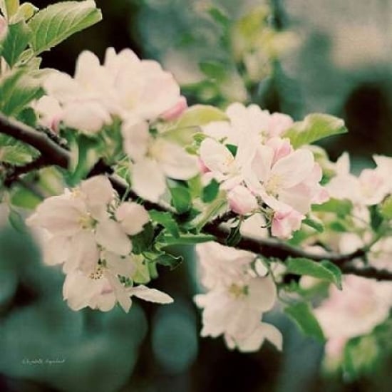 Apple Blossoms I Crop Poster Print by Elizabeth Urquhart-VARPDX23799 Image 1