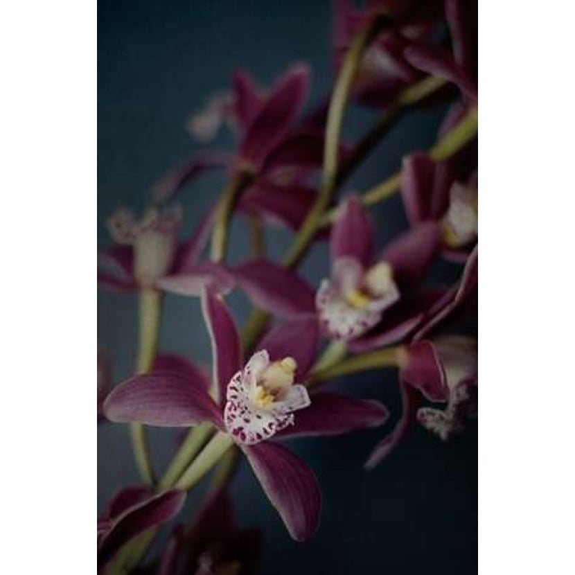 Dark Orchid III Poster Print by Elizabeth Urquhart-VARPDX23793 Image 2