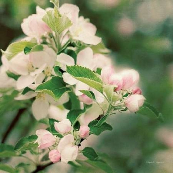 Apple Blossoms II Crop Poster Print by Elizabeth Urquhart-VARPDX23800 Image 2