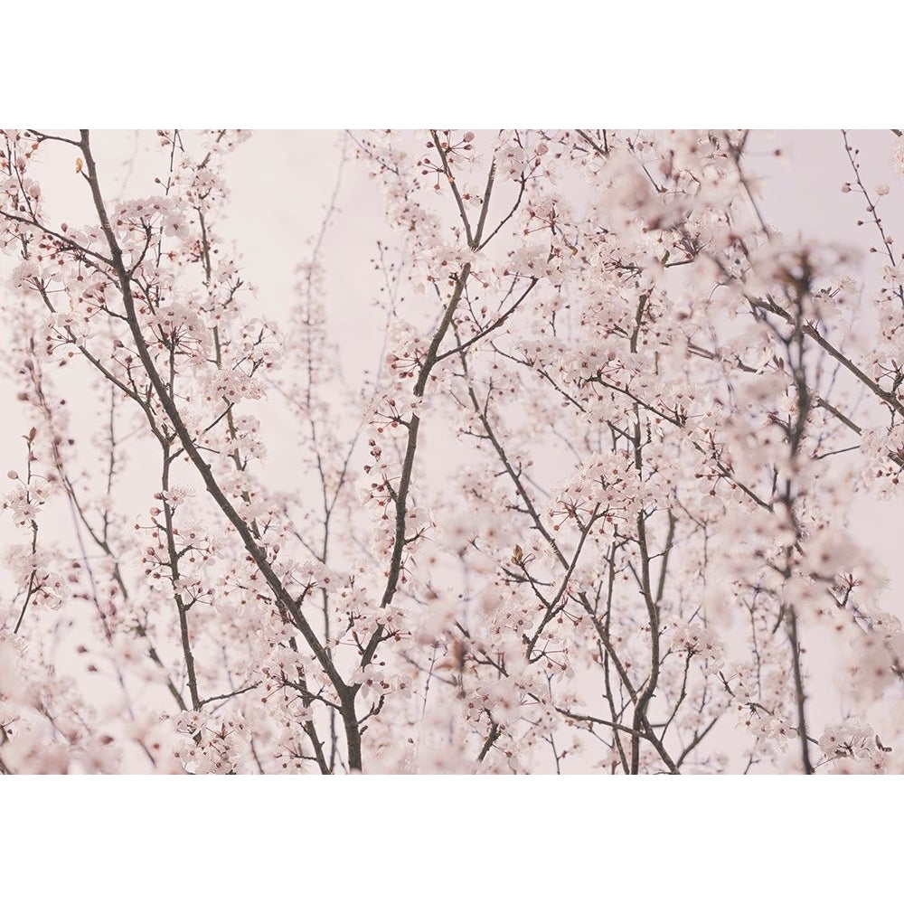 Spring blossoms Poster Print - Kathrin Pienaar-VARPDX2380066 Image 1