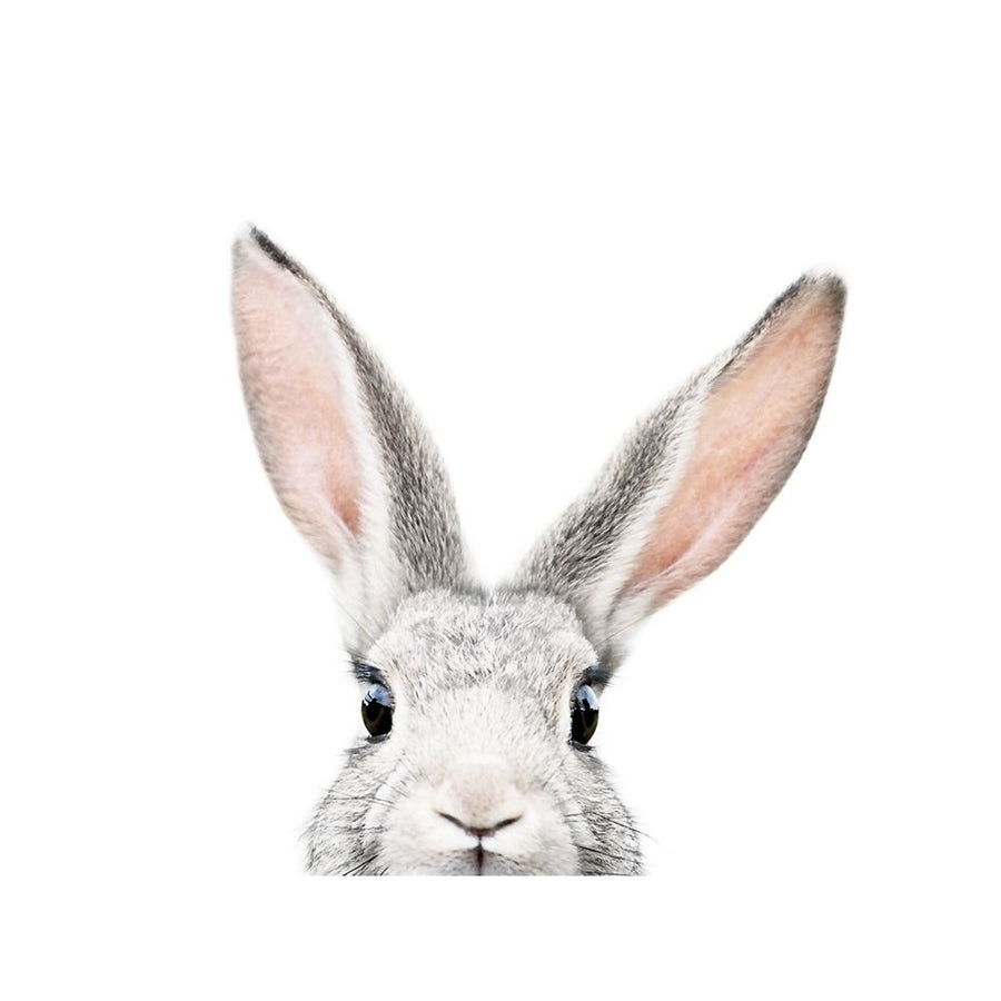 Peeking Bunny Poster Print - Kathrin Pienaar-VARPDX2381972 Image 1