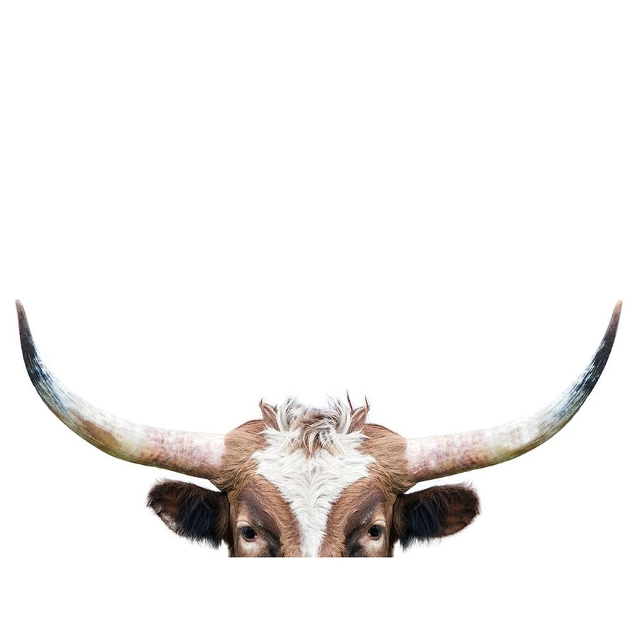 Peeking Longhorn Cow Poster Print - Kathrin Pienaar-VARPDX2381981 Image 1