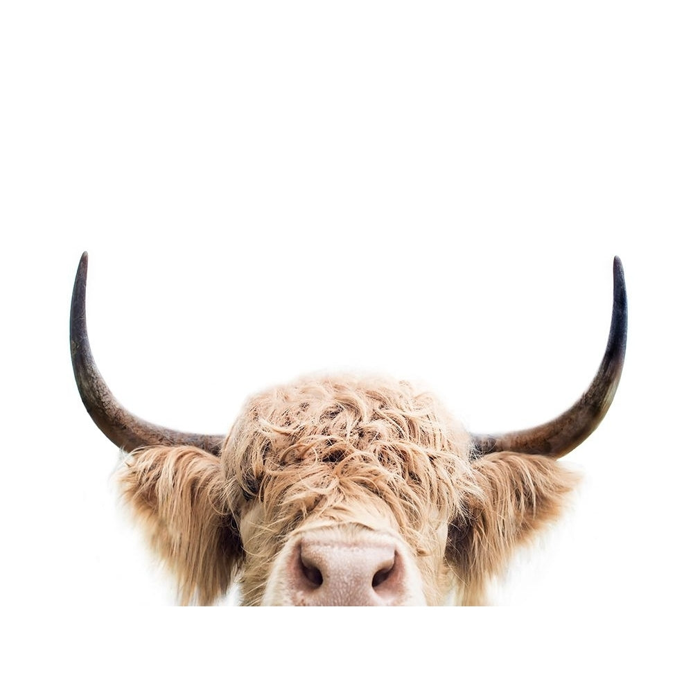 Peeking Cow Poster Print - Kathrin Pienaar-VARPDX2381995 Image 1