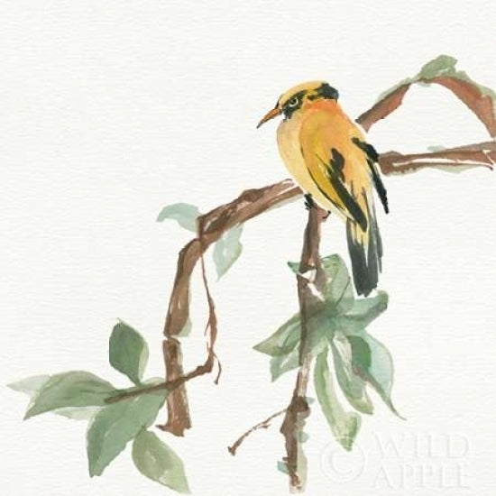 Black Napped Oriole Poster Print by Chris Paschke-VARPDX23936 Image 1