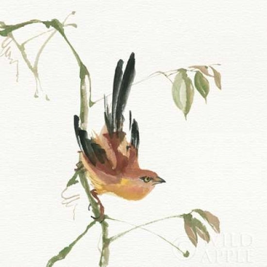 Mountain Bush Warbler Poster Print by Chris Paschke-VARPDX23941 Image 1