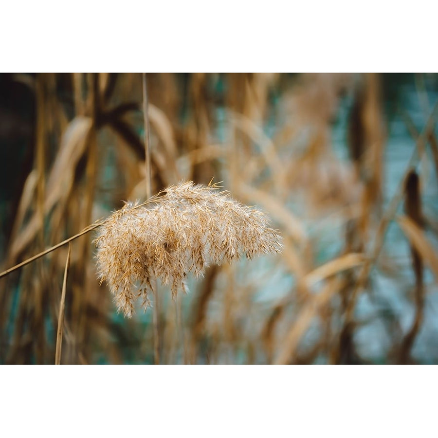 Reed Flower Poster Print - Josip Milicevic-VARPDX2397760 Image 1