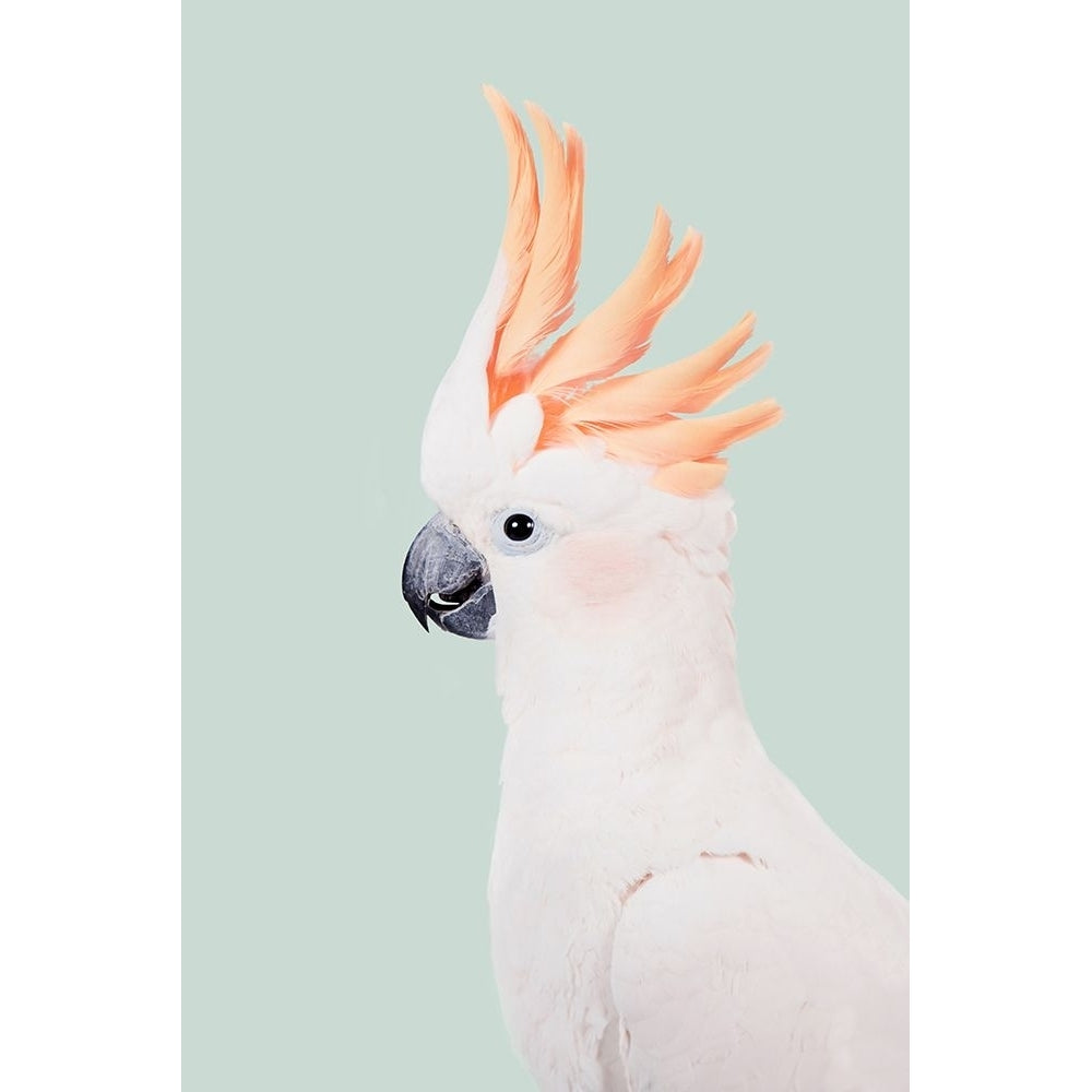 Cockatoo Poster Print - Kathrin Pienaar-VARPDX2402515 Image 1