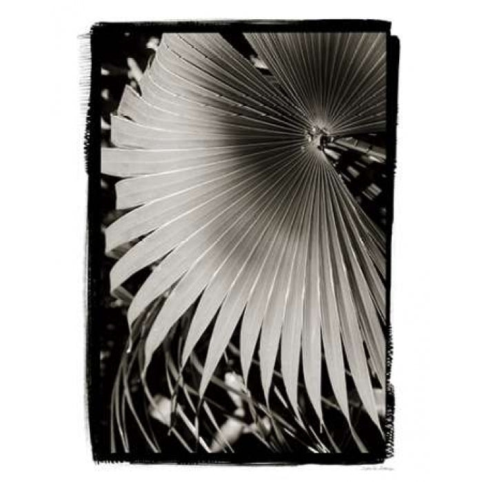 Palm Frond II v2 Poster Print by Van Swearingen Debra-VARPDX24260 Image 1