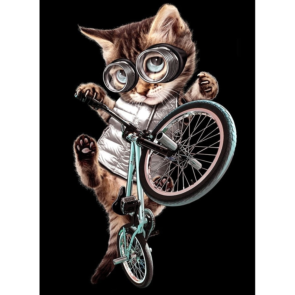 bmx cat Poster Print - Adam Lawless-VARPDX2430855 Image 1